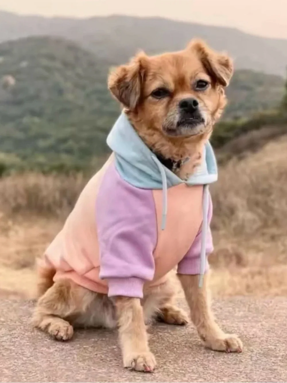 Spark Paws two adorable